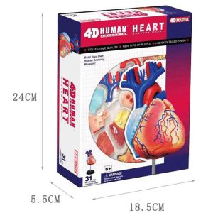 Heart Anatomy model
