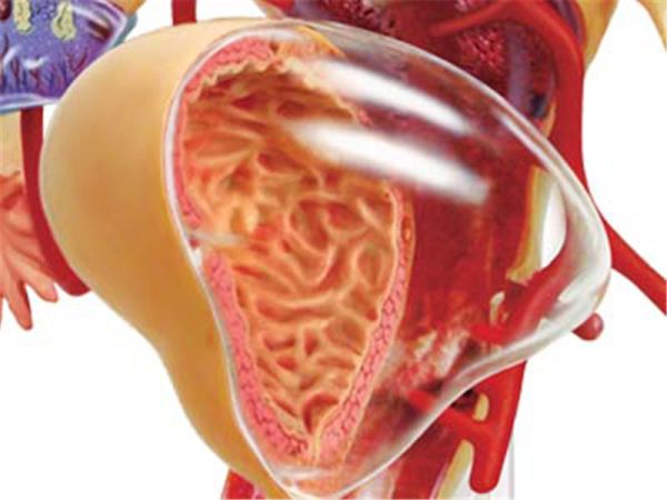Female Reproductive System
