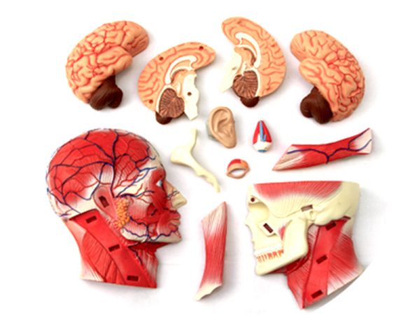 Human Head Anatomy Model