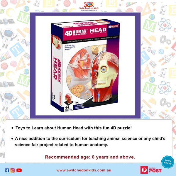 Human Head Anatomy Model