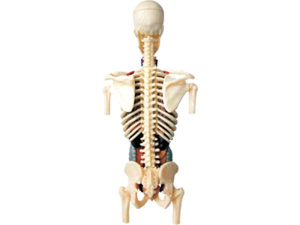 8" Transparent Torso Anatomy Model