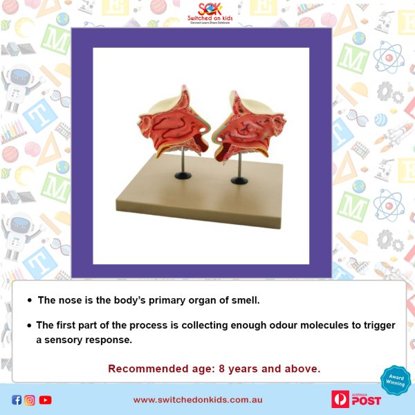 4D Master Toys