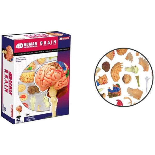 4D Fame Master Human Brain structure with several parts