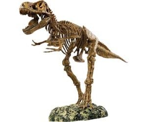 Animal planet – tyrannsaurus rex skeleton - Switched on kids