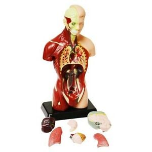 27 cm Human Anatomy Model – 8 Pieces