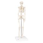 Mini human skeleton