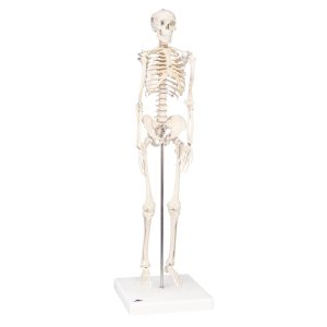 Mini human skeleton