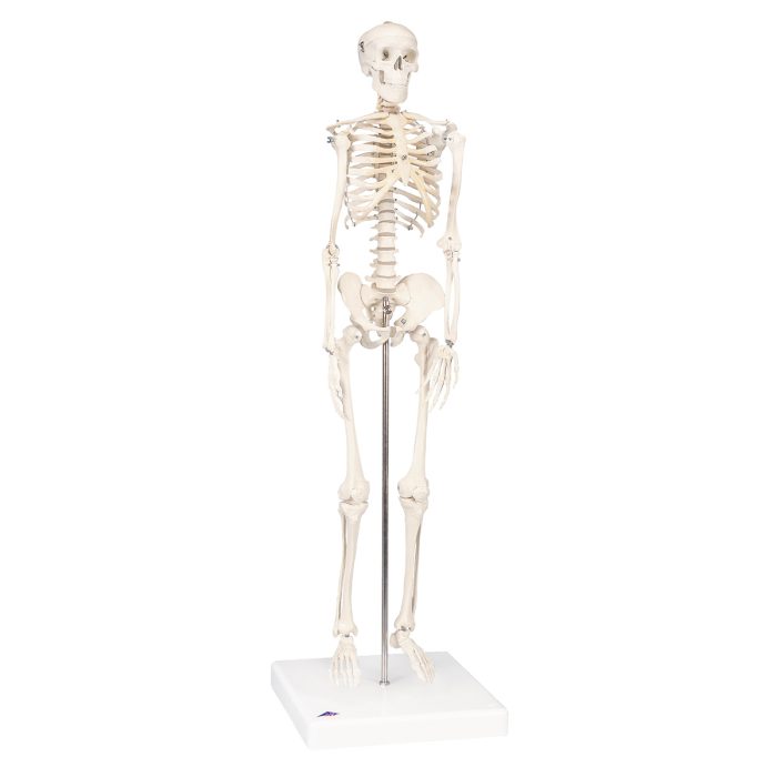 A18_01_1200_1200_Mini-Skeleton-Shorty-mounted-on-a-base Mini human skeleton