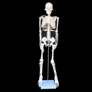 Mini human skeleton - Image 5