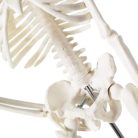 Human Skeleton image (2)