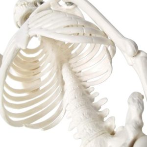 Mini human skeleton - Image 3