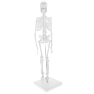 Mini human skeleton - Image 4