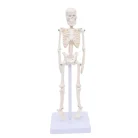 Mini human skeleton