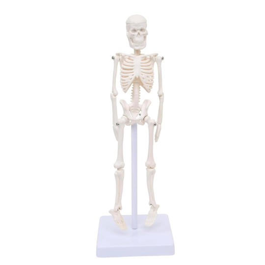 Mini human skeleton Mini human skeleton