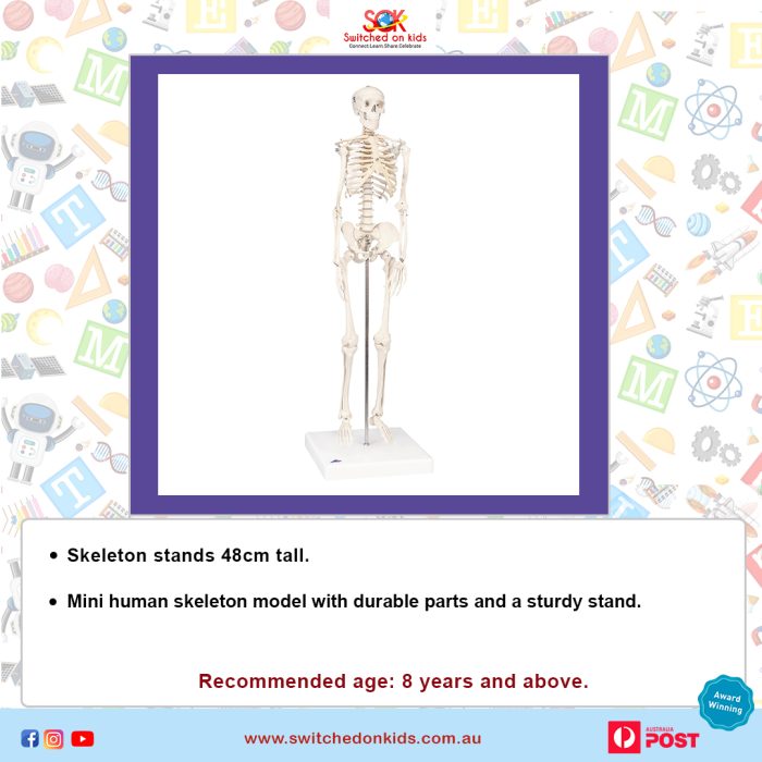 SOKHUAN3503 Human Anatomy Toys