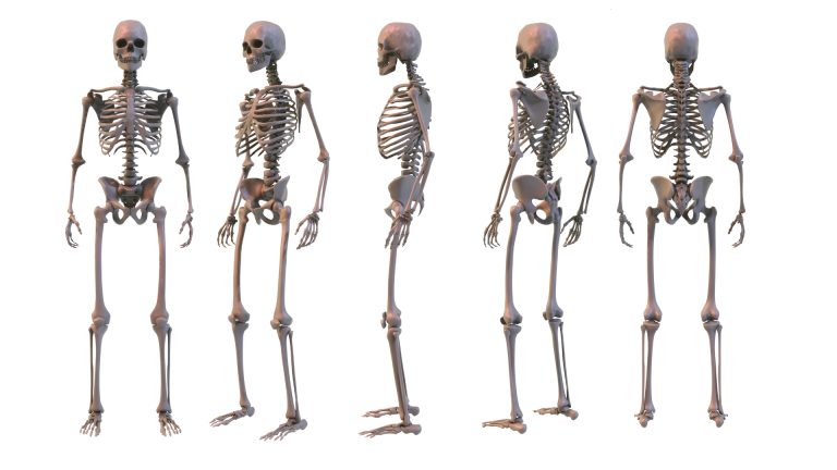 Human Skeleton