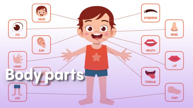 Let’s Learn About Our Body Parts