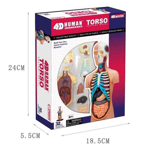 Human Torso Anatomy model