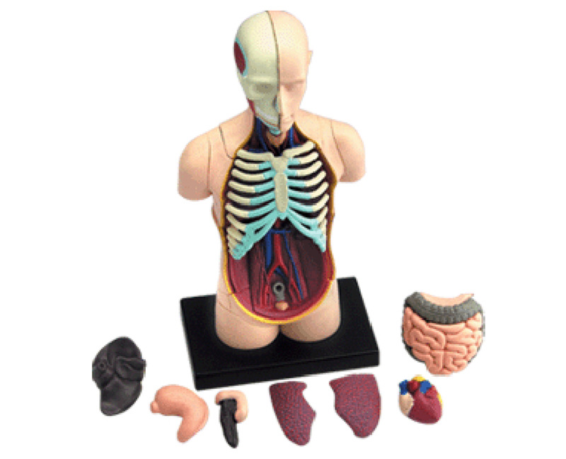 Human Torso Anatomy Model Switched On Kids Australia