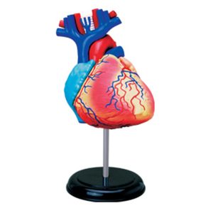 Heart Anatomy model