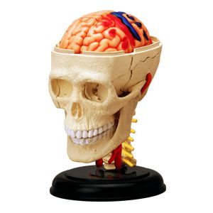 Cranial Nerve Skull