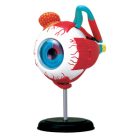 Eyeball Anatomy Model