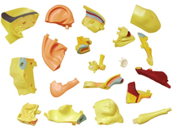 Ear Anatomy model
