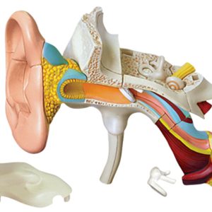 Ear Anatomy model