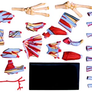 Hand Anatomy Model