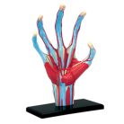 Hand Anatomy Model
