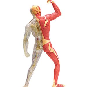 Muscle and Skeleton Anatomy Model