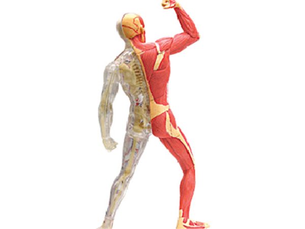 Muscle and Skeleton Anatomy Model