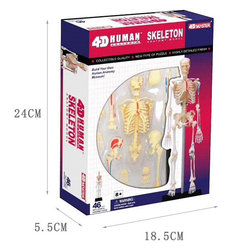 Skeleton toys for best sale sale