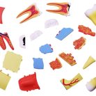 Triple root Molar Model