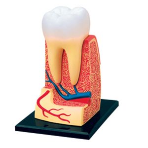 Triple root Molar Model