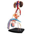 Male Reproductive and Urinary System