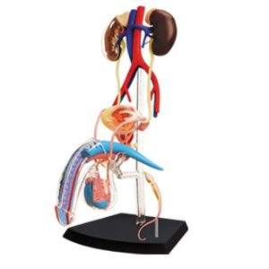 Male Reproductive and Urinary System