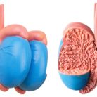 Male Reproductive and Urinary System