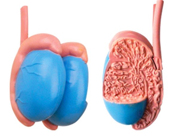 Male Reproductive and Urinary System