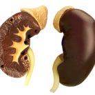 Male Reproductive and Urinary System