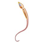 Male Reproductive and Urinary System