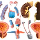 Male Reproductive and Urinary System