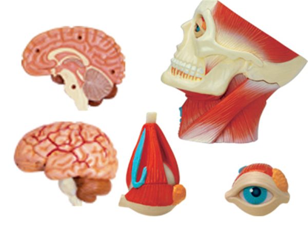 Human Head Anatomy Model