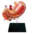 Stomach Anatomy Model
