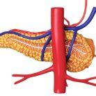 Stomach Anatomy Model
