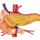 Stomach Anatomy Model
