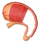 Stomach Anatomy Model