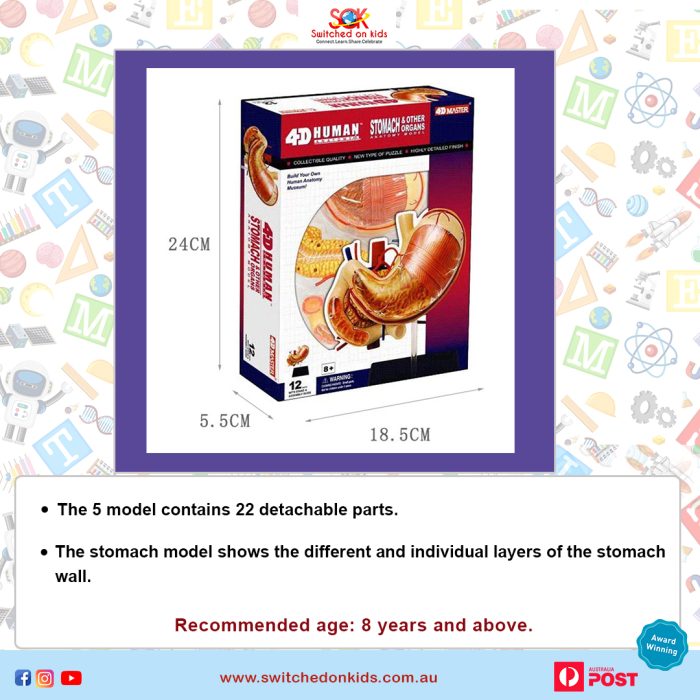 Stomach Anatomy Model