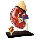 Kidney Anatomy Model