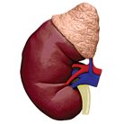 Kidney Anatomy Model